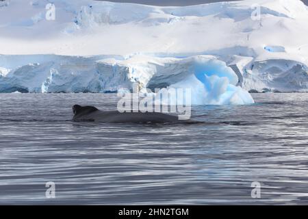 Ein Paar Buckelwale (nur einer an der Oberfläche) in der Wilhelmina Bay, Antarktis, sind auf einem konvergierenden Kurs mit dem Boot des Fotografen. Stockfoto