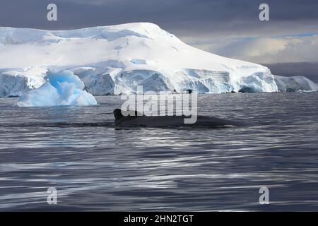 Ein Paar Buckelwale (nur einer an der Oberfläche) in der Wilhelmina Bay, Antarktis, sind auf einem konvergierenden Kurs mit dem Boot des Fotografen. Stockfoto