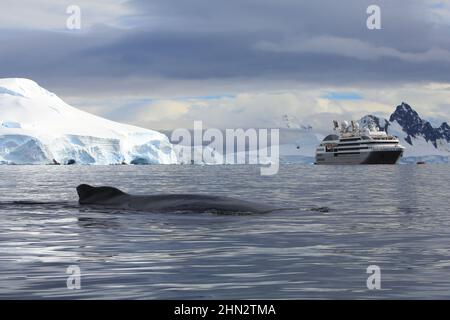 Ein Paar Buckelwale (nur einer an der Oberfläche) in der Wilhelmina Bay, Antarktis, mit dem Le Boreal-Schiff im Hintergrund. Stockfoto