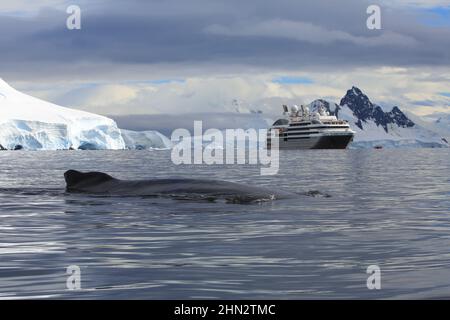 Ein Paar Buckelwale (nur einer an der Oberfläche) in der Wilhelmina Bay, Antarktis, mit dem Le Boreal-Schiff im Hintergrund. Stockfoto