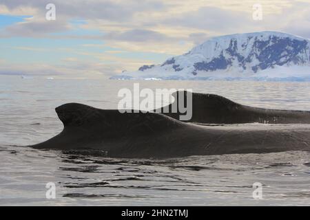 Ein Paar Buckelwale in der Wilhelmina Bay, Antarktis, sind auf einem Konvergenzkurs mit dem Boot des Fotografen. Stockfoto