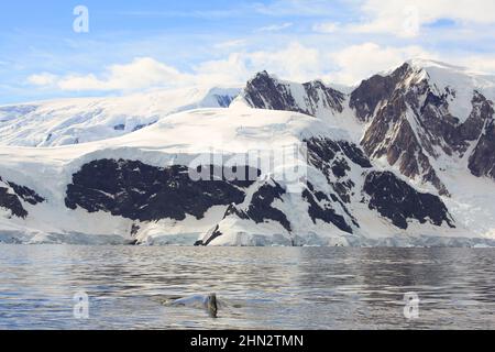 Ein Paar Buckelwale in der Wilhelmina Bay, Antarktis Stockfoto