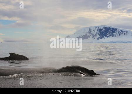 Ein Paar Buckelwale in der Wilhelmina Bay, Antarktis, sind auf einem Konvergenzkurs mit dem Boot des Fotografen. Stockfoto