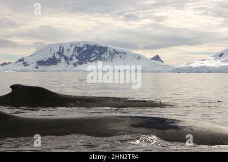 Ein Paar Buckelwale in der Wilhelmina Bay, Antarktis Stockfoto