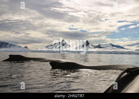 Ein Paar Buckelwale in der Wilhelmina Bay, Antarktis, sind auf einem Konvergenzkurs mit dem Boot des Fotografen. Stockfoto