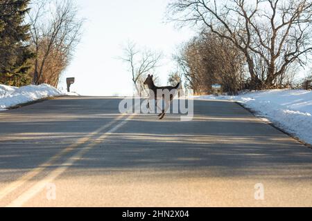 Ein Weißschwanzhirsch springt über die Straße in den Verkehr. Aufnahme aus der Perspektive des Fahrers. Stockfoto