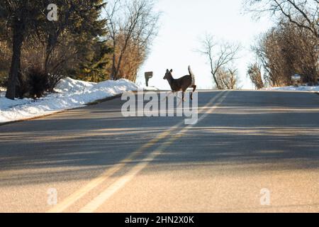 Ein Weißschwanzhirsch springt über die Straße in den Verkehr. Aufnahme aus der Perspektive des Fahrers. Stockfoto