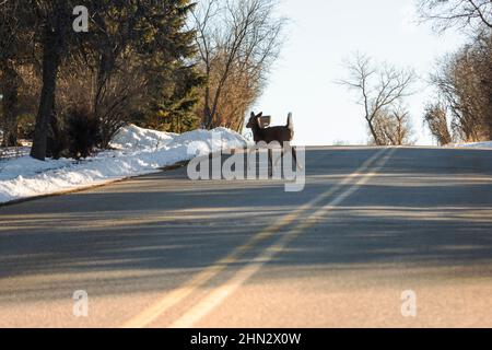 Ein Weißschwanzhirsch springt über die Straße in den Verkehr. Aufnahme aus der Perspektive des Fahrers. Stockfoto