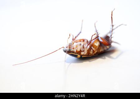 Eine Nahaufnahme von Makro 3qtr Ansicht eines toten oder sterbenden frischen Kakerlakeninsekts, das auf dem Rücken liegt. Isoliert vor einem schlichten weißen Hintergrund Stockfoto