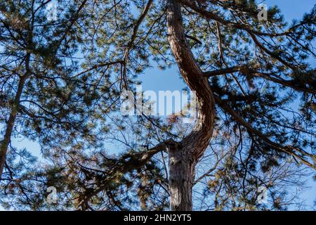Blick auf die Gipfel der Pinien in einem Wald an einem sonnigen Tag und blauen Himmel. Natürliches Hintergrundkonzept Stockfoto