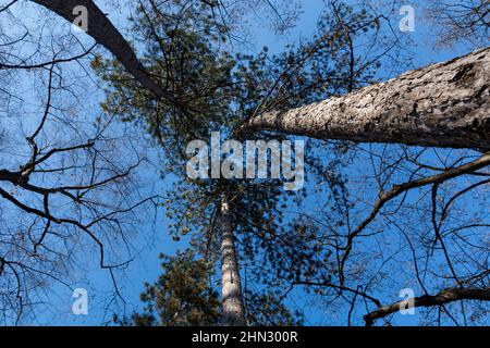 Blick auf die Kiefer von unten nach oben an einem sonnigen Tag im immergrünen Wald. Natürliches Hintergrundkonzept Stockfoto