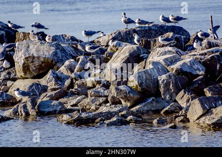 Lachende Möwen (Leucophaeus atricilla) in nicht-brütendem Gefieder strömen am 9. Februar 2022 auf Dauphin Island, Alabama, zusammen auf einem Steg. Stockfoto