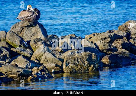 Ein brauner Pelikan (Pelecanus occidentalis) steht am 9. Februar 2022 auf der Dauphin Island, Alabama, auf einem Steg. Pelikane leben durchschnittlich 15-25 Jahre. Stockfoto