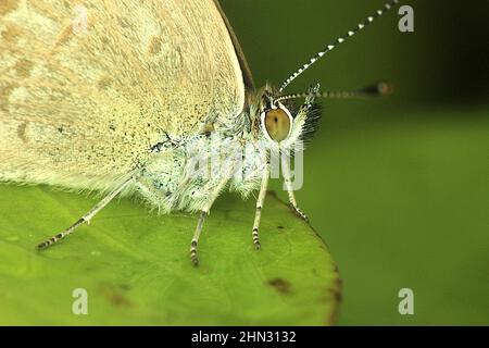 Schmetterling aus blauem Gras (Zizina otis labradus) Stockfoto
