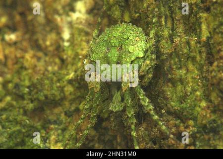 Kryptische Orb-Weberspinne im Netz (Cryptaranea sp.) Stockfoto