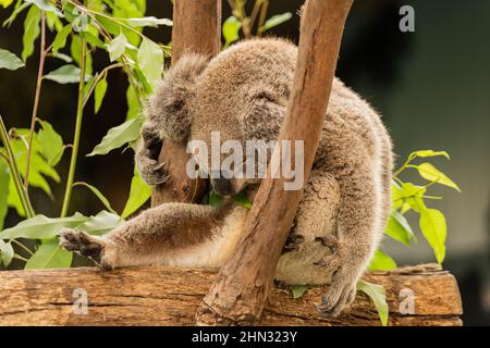 Ein Koala schläft auf dem Gummibaum Stockfoto