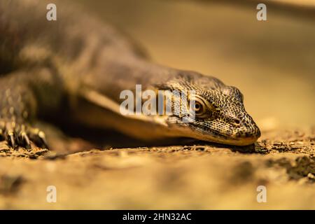 Varanus-Salvator auch gemeinsamer Wassermonitor, große Varanideneidechse Stockfoto