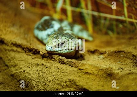 Dieser Skink rollt seinen Körper in dieser Verteidigungshaltung herum und bietet seinen Schwanz als alternatives Ziel für ein Raubtier an Stockfoto