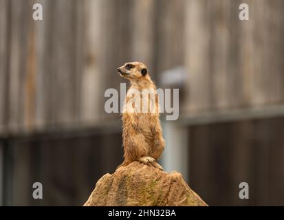Erdmännchen auf dem Stein Stockfoto