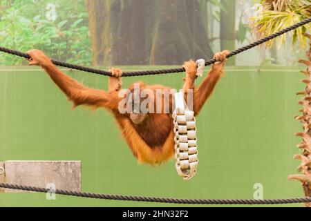 Orang-Utan schwingt am Seil in einer lustigen Pose Stockfoto