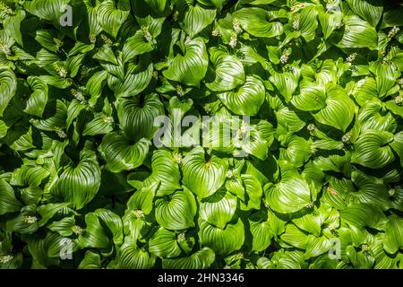 Beadrube, False Lilly-of-the-Valley, oder Maianthemum dilatatatatum, die oft als dominante Bodendecke in Sitka Fichte Wäldern entlang des Südens gefunden wird Stockfoto