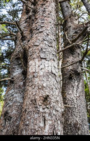 Detailansicht des Baumstamms der Sitka Fichte entlang des südlichen Küstenweges des Küstenweges des Olympic National Park, Washington, USA. Stockfoto