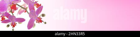 Orchidee Pink Flower.Phalaenopsis pulcherrima.Orchid Flower Banner.Pink Orchidee auf weißem Hintergrund mit rosa Farbverlauf. Floraler Hintergrund. Stockfoto