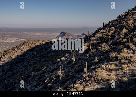 Das Sonnenlicht bricht über dem Rücken und enthüllt den hohen Saguaro-Kaktus in der Sonoran-Wüste Stockfoto