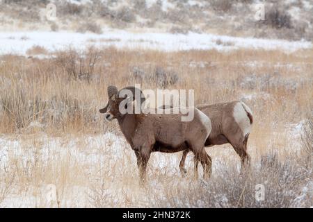 Zwei Rocky Mountain Dickhornböcke (Ovis canadensis) auf einer Winterwiese Stockfoto