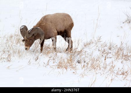 Einzelner Rocky Mountain Dickhornbock (Ovis canadensis), der im Schnee stöbert Stockfoto