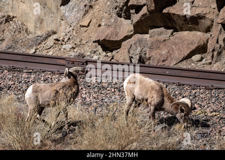 Zwei Dickhornramme grasen in der Nähe einer Eisenbahnstrecke, die von einem Bergbauunternehmen in der Nähe des Erholungsortes Spike Buck im Arkansas River Canyon, Colorado, genutzt wird Stockfoto