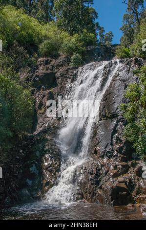 Die 84 Meter hohen Steavenson Falls in der Nähe von Marysville, Victoria, Australien Stockfoto