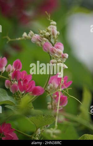 Mexikanischer Kriechgang (auch Antigonon-Lepkrake, Korallenrebe, Königskranz, Coralita, Bienenbusch genannt) blüht. Diese Pflanze ist gut für die gemeinsame Grippe Stockfoto