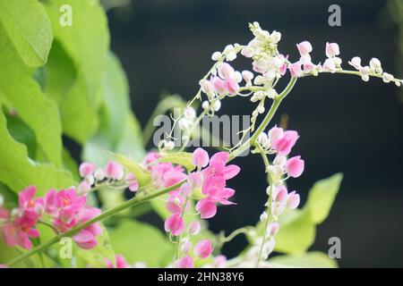 Mexikanischer Kriechgang (auch Antigonon-Lepkrake, Korallenrebe, Königskranz, Coralita, Bienenbusch genannt) blüht. Diese Pflanze ist gut für die gemeinsame Grippe Stockfoto