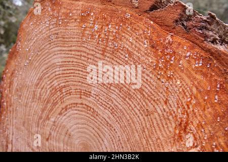 Schneiden Sie den Stamm ab, in dem Sie die Ringe und die Harztropfen sehen können. Stockfoto