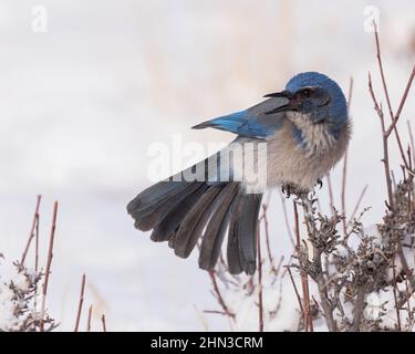 Ein Scrub-jay aus dem Woodhouse ruft an einem Wintermorgen an Stockfoto