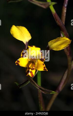 Viele Leute verwechseln diese hübschen kleinen Leoparden-Orchideen (Diuris Pardina) mit Eselorchideen, die größer sind, mit weniger braunen Markierungen. Stockfoto
