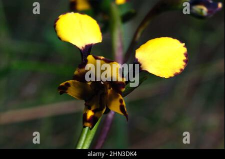 Viele Leute verwechseln diese hübschen kleinen Leoparden-Orchideen (Diuris Pardina) mit Eselorchideen, die größer sind, mit weniger braunen Markierungen. Stockfoto