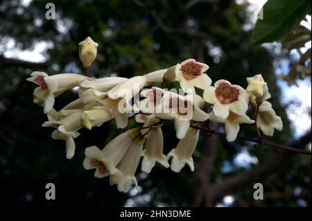 Wonga Vine (Pandorea Pandorana) ist ein spektakulärer einheimischer Kletterer - besonders wenn er in der Blüte steht. Ich fand das Wachstum über einem Baum im Jells Park, Victoria. Stockfoto