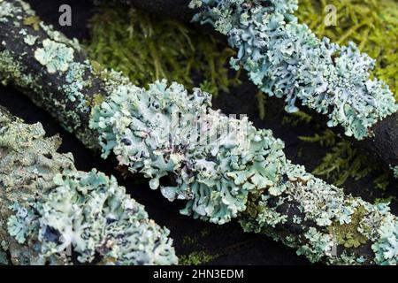 Hypogymnia physisodes (Mönchsmönch-Flechte) Flechten auf Baumzweig im Wald Nahaufnahme selektiver Fokus Stockfoto