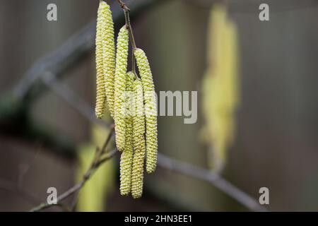 Corylus avellana, gewöhnliche Hasel-Kätzchen auf Zweig, Nahaufnahme, selektiver Fokus Stockfoto