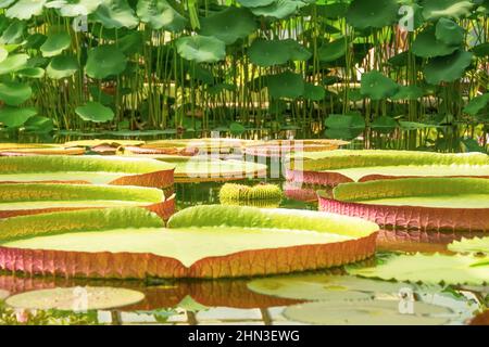 Seerose-Pad von Victoria Amazonica in einem tropischen Teich Stockfoto