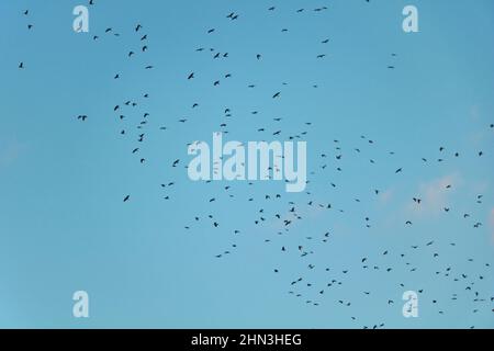 Aufnahme eines Vogelschwarms, der in einem blauen, klaren Himmel fliegt Stockfoto