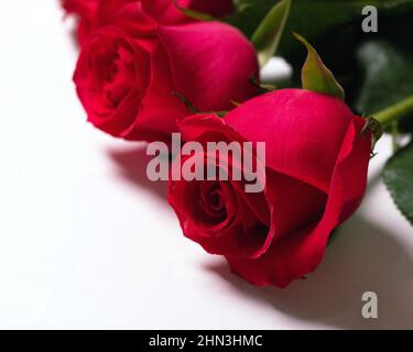 Rosa Rosen auf weißem Blatt Papier oder Tisch. Blumengrußkarte, Vorlage für Design Stockfoto