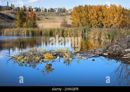 Bibers Nahrungslager mit Espenzweigen und Blättern, die im Herbst neben der Lodge in einem Stadtteich gelagert wurden, um über den Winter Nahrung zu liefern Stockfoto