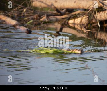 Bisamratte, die in einem Biberteich schwimmt und die Blätter der Zehen trägt. Ondatra zibethicus. Stockfoto