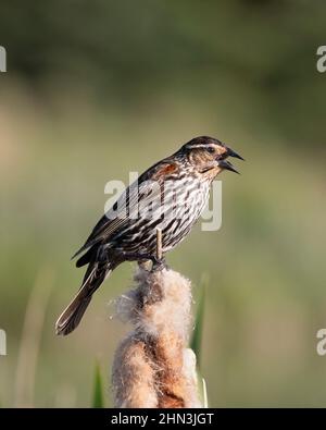 Rot geflügelte Amsel weibliche Gesang, auf einem Rohrschwanzkernkopf in einem Sumpf thront. Agelaius phoeniceus Stockfoto