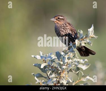 Rot geflügelte Amsel Weibchen, die auf dem Zweig eines Silberbeerstrauch in einem Sumpf aushumpeln. Agelaius phoeniceus, Elaeagnus commutata Stockfoto