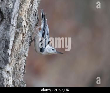 Weißreihiger Aktschatch, der auf dem Stamm der Balsam-Pappel thront. Sitta carolinensis, Populus balsamifera Stockfoto