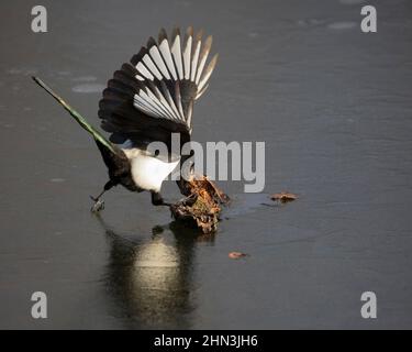 Schwarzschnabelelster, der im Winter auf einem eisbedeckten Teich steht und auf ein Stück Baumrinde pickt. Pica hudsonia Stockfoto